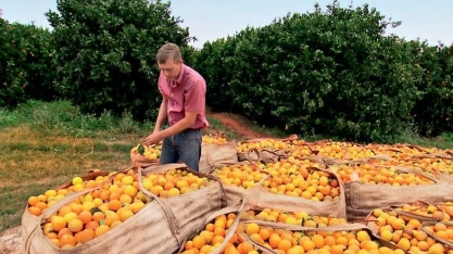 Entenda o greening, doença que pode devastar os pomares de laranja