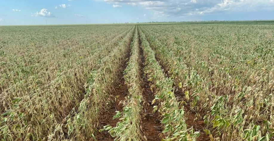 Chuvas mal distribuídas e temperaturas elevadas prejudicaram a soja, destacou Conab — Foto: Sadi Beledelli / Arquivo pessoal