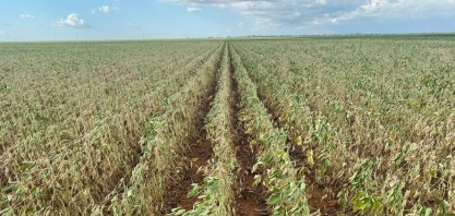 Com problemas climáticos, Conab confirma expectativa de queda na produção de grãos em 2023/24