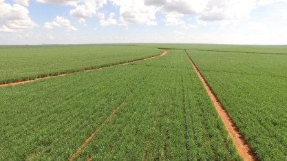 Irrigação por gotejamento na Cana-de-Açúcar: em média 50% de aumento na produtividade e mais sustentabilidade