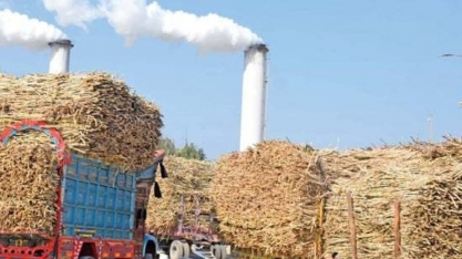 Exportação agrícola da Índia deve crescer apesar de restrições, diz ministro