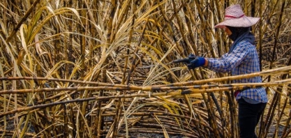 Tailândia projeta queda na produção de açúcar em 2023/24, diz conselho