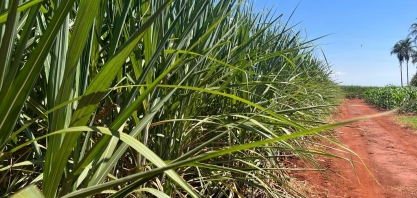 Produção recorde de cana no Centro-Sul sinaliza recuperação do setor bioenergético