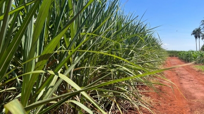 Produção recorde de cana no Centro-Sul sinaliza recuperação do setor bioenergético