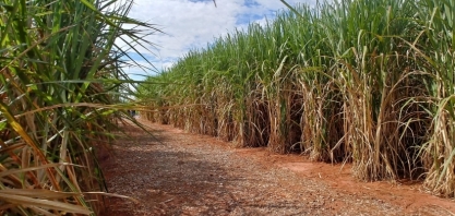 Cana/CTC: São José do Rio Preto lidera ganho de produtividade em 2023/24, com 97 toneladas por hectare