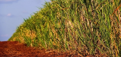 Descarbonização e estratégias para um futuro sustentável