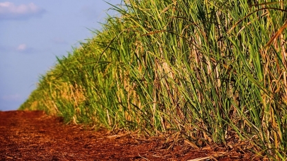 Descarbonização e estratégias para um futuro sustentável