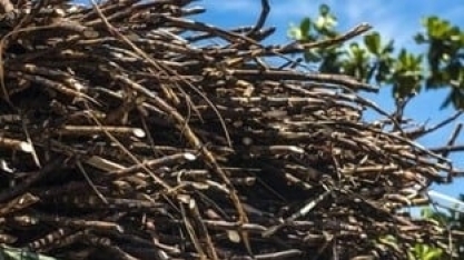 Cana-de-açúcar: matéria-prima puxa desempenho do agro paulista em 2023