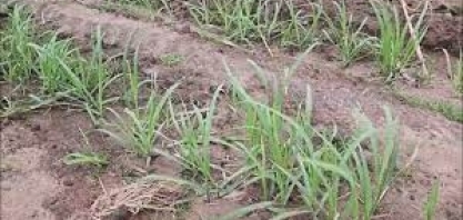 Veja o resultado do plantio mecanizado de cana na Usina Caeté em Alagoas