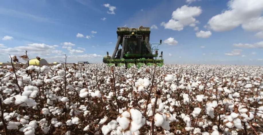 Apesar de safra recorde, agro segura investimentos em máquinas agrícolas |Colheitadeira em plantação de algodão em um campo em Cristalina, no estado de Goiás (Photographer: Evaristo Sa/AFP/Ge/Evaristo Sa)