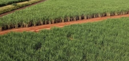 Cana-de-açúcar traz bons resultados para Pernambuco na safra 2022/2023