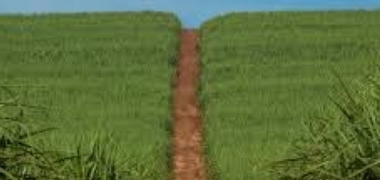 Cana/CTC: safra de cana 2023/2024 é a mais produtiva em 15 anos com 87,6 t por hectare