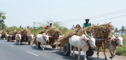 Produção de açúcar da Índia cai 7% desde outubro na comparação anual, diz federação