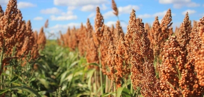 Aprosoja/MS e Inpasa debatem as potencialidades do sorgo