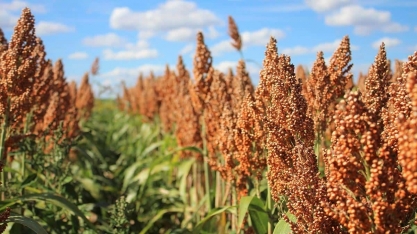 Aprosoja/MS e Inpasa debatem as potencialidades do sorgo