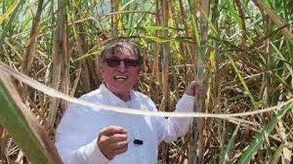 A importância de a irrigação chegar na hora certa e nas variedades de cana mais responsivas