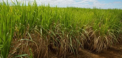 Petrobras terá GT com setor sucroalcooleiro do Nordeste