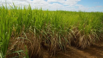 Petrobras terá GT com setor sucroalcooleiro do Nordeste