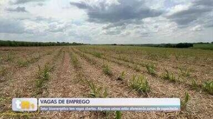 Usinas do setor bioenergético abrem vagas de trabalho na região de Araçatuba