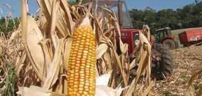Nova indústria vai produzir etanol de milho