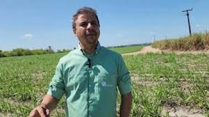 Manejo da cana-soca realizado na Usina Santo Antonio, em Alagoas