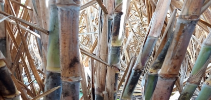 Nova preocupação de canavicultores é a síndrome do murchamento da cana