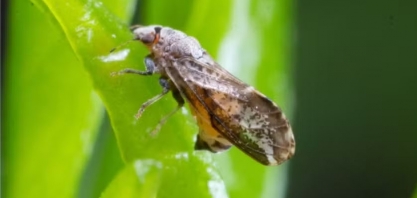 Fundecitrus lança ferramenta para ajudar citricultor a combater greening