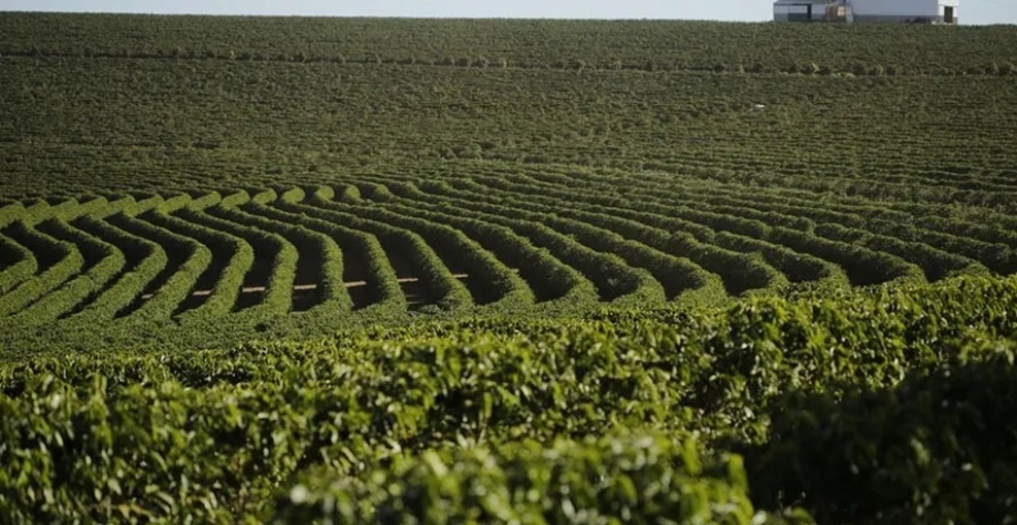 Apesar de ter chovidos nas áreas produtoras de café de MG nos últimos dias, os produtores relatam que as precipitações foram irregulares e as lavouras sofrem perdas — Foto: Cafeicultores do Cerrado/Divulgação