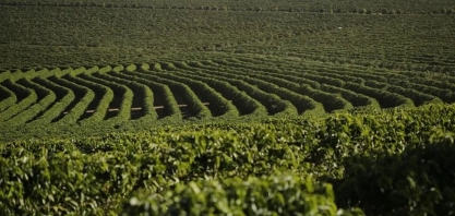 Café arábica volta a cair em Nova York, enquanto açúcar sobe