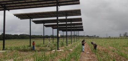 Projeto da Ufal capta energia solar e impulsiona produção da cana-de-açúcar