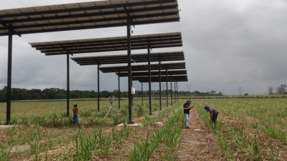 Projeto da Ufal capta energia solar e impulsiona produção da cana-de-açúcar