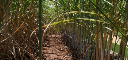 Usinas de etanol alcançam recorde de produção em Mato Grosso do Sul