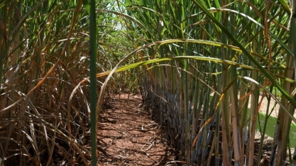 Usinas de etanol alcançam recorde de produção em Mato Grosso do Sul