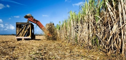 Produtor de cana em Alagoas responde por 50% da produção do estado