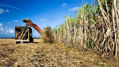 Produtor de cana em Alagoas responde por 50% da produção do estado