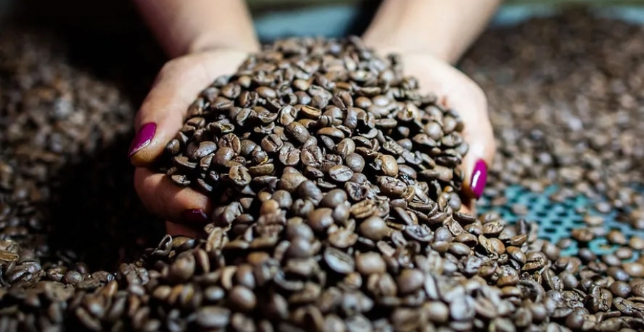 Estoques certificados de café caíram para 253,1 mil sacas no fim da semana passada — Foto: Wenderson Araujo/CNA
