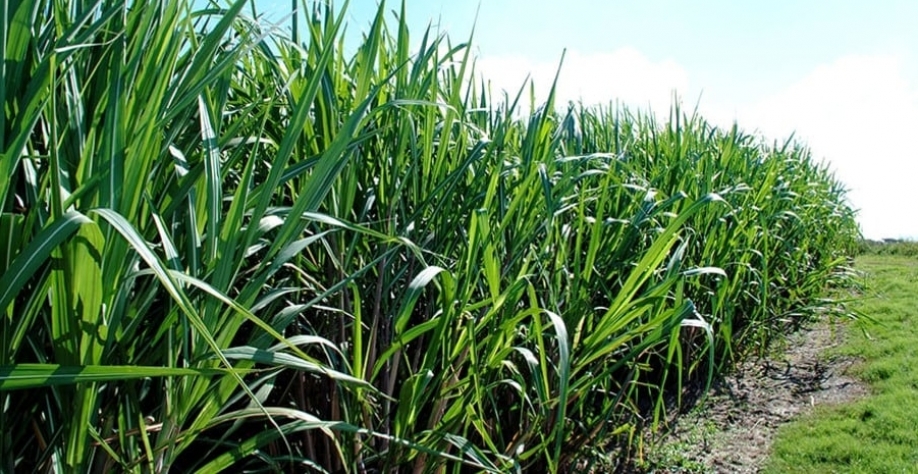 Foto: Paulo Lanzetta/Embrapa