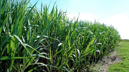 Sistema de vigilância por satélite fez empresa do agro evitar 168 incêndios