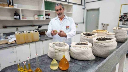 Minas na rota da energia à base de macaúba