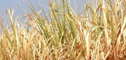 2023 foi ano mais quente da história! Mas o que esperar de 2024?