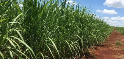 MME enquadra dois projetos de biometano no Reidi