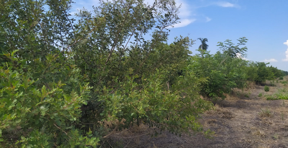 “Além do plantio, a equipe de Meio Ambiente da Viralcool mantém os tratos culturais da reflorestamento”