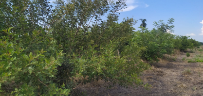 Viralcool vai atingir meta de mais de 270.000 mil árvores plantadas