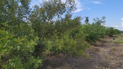 Viralcool vai atingir meta de mais de 270.000 mil árvores plantadas