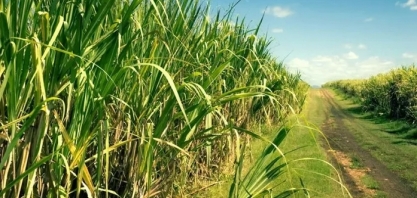 Sindaçúcar-AL: safra 23/24 deve ser marcada pelo aumento da produtividade industrial