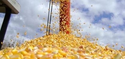 Milho: demanda para etanol e oferta na América Latina fazem preço ficar estável