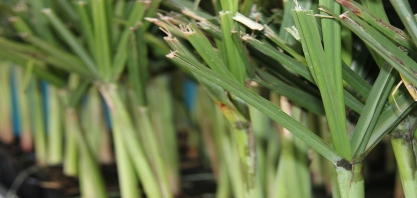 Em 21/02 tem a live ‘Tudo começa pelas variedades de cana”