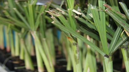 Em 21/02 tem a live ‘Tudo começa pelas variedades de cana”