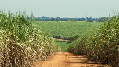 Cana/StoneX: Centro-Sul deve colher 622,1 milhões de t em 2024/25, 5,4% abaixo do recorde de 2023/24