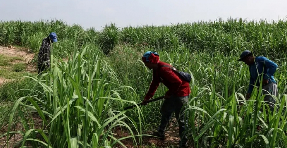 Açúcar é pressionado por queda da produção na Tailândia, 3º maior fornecedor mundialTrabalhadores em plantação de cana na Tailândia(Bloomberg/Valeria Mongelli)